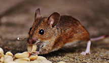 24 Hour & Emergency Exterminators in Truckee, CA